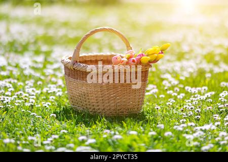 Wicker basket with bunch of pink tulips standing on field with blooming daisies. Stock Photo