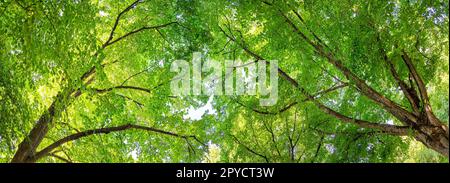 Giant linden tree's branches with fresh young foliage. Stock Photo