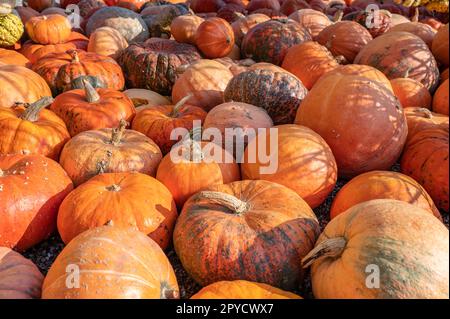 Lots of large orange pumpkin Halloween Thanksgiving October Harvest Season on the ground at a farm, no people Stock Photo