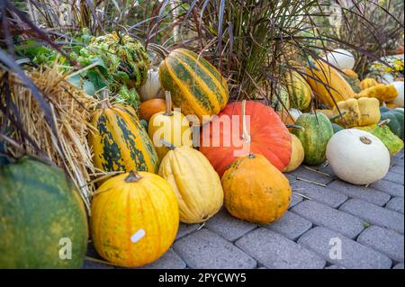 Still life different variation of pumpkins and ornamental gourds lying on the ground at a farm during harvest season for sale Stock Photo