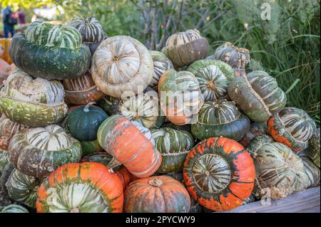 Pumpkins turban gourd, ornamental gourds stacked on each other in a wooden basket at a farm during harvest season, October, thanksgiving Stock Photo