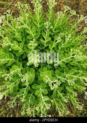 Green bush on the background of dry grass top view Stock Photo