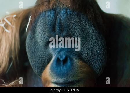 Bornean old big orangutan, pongo pygmaeus, detail head male Stock Photo