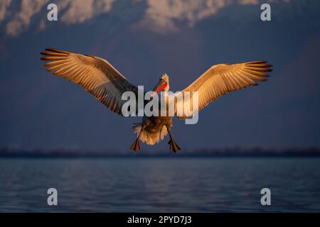 Dalmatian pelican spreads wings landing on lake Stock Photo