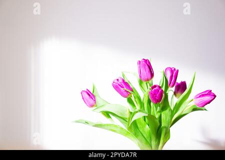 Nice fresh bouquet with magenta tulips under bright sunlight on a white background. Spring flowers in morning light indoors. Copy space. High quality photo. Stock Photo