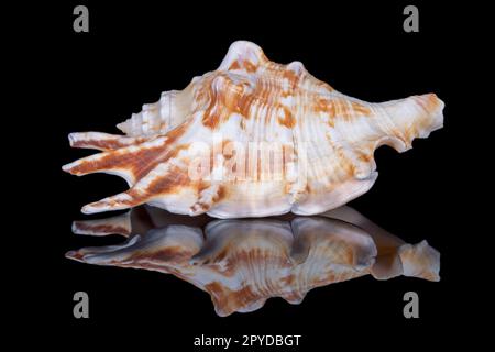 Single snail sea shell of Lambis lambis known as spider conch, isolated on black background, mirror reflection Stock Photo