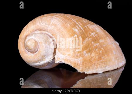 Single sea shell of sea snail isolated on black background, mirror reflection Stock Photo