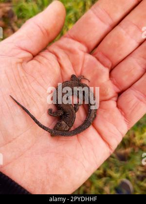 Sleeping earth lizard in the palm of your hand Stock Photo