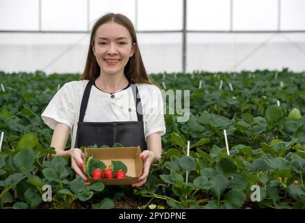 Young female tourist in apron holding paper box containing freshly picked Japanese strawberries from the garden. Fragrant, sweet, big, juicy, satisfying taste while visiting the indoor farm. Stock Photo