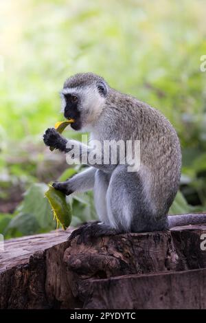 Wild cute vervet monkey eating a mango in grass in the Ngorongoro Crater National Park, Tanzania, Africa Stock Photo