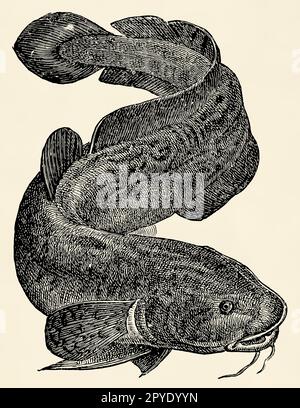 The freshwater fish -  burbot (Lota lota). Antique stylized illustration. Stock Photo