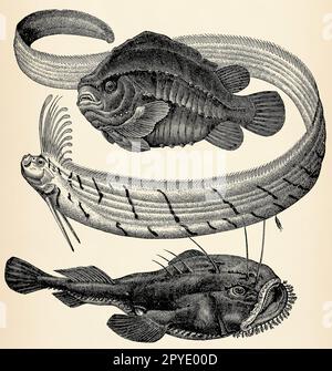 Giant oarfish (Regalecus glesne), illustration Stock Photo - Alamy