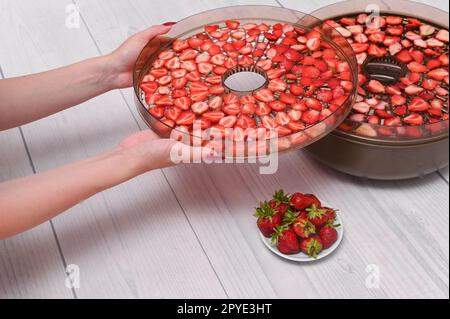 strawberry slices in a dehydrator tray. in women's hands Stock Photo