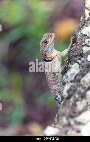 Cuvier's Madagascar Swift (Oplurus cuvieri), Tsingy de Bemaraha. Madagascar wildlife Stock Photo