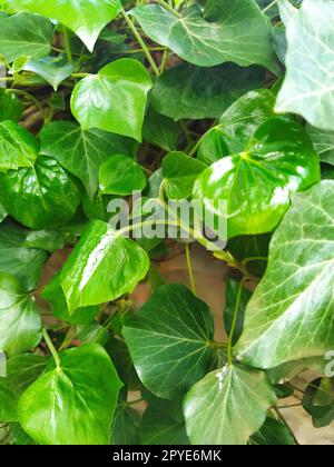 Leaves and young shoots of ivy climb up the wall. European forest. Creeping parasitic plant. Green foliage. Triangular Leaf. Common ivy or Hedera helix. Evergreen climbing shrub, climbing plant. Stock Photo