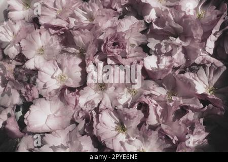 Pink flowers cherry sakura background. Flower wall. Soft selective focus. Holiday postcard. Pink petals and yellow stamens. Beautiful background. Petal art. Spring cherry blossom. Prunus serrulata. Stock Photo