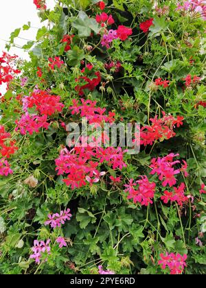 Blooming red and pink ivy geranium pelargonium in the vertical design of landscaping of streets and parks. Beautiful large pelargonium geranium flowers and green leaves. Floriculture and horticulture Stock Photo