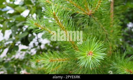 Pine branches at the golden hour in the evening. Pinus pine, a genus of conifers and shrubs in the pine family Pinaceae. Wildlife taiga of Karelia in summer. Stock Photo