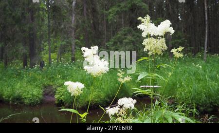 Filipendula vulgaris, commonly known as dropwort or fern-leaf dropwort, is a perennial herbaceous plant in the family Rosaceae, closely related to meadowsweet Filipendula ulmaria. Stock Photo