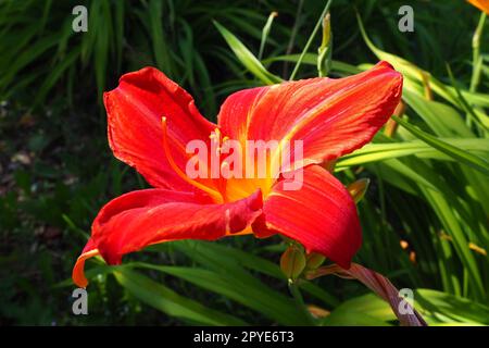 Hemerocallis hybrid Anzac is a genus of plants of the Lilaynikov family Asphodelaceae. Beautiful red lily flowers with six petals. Long thin green leaves. Flowering and crop production as a hobby Stock Photo