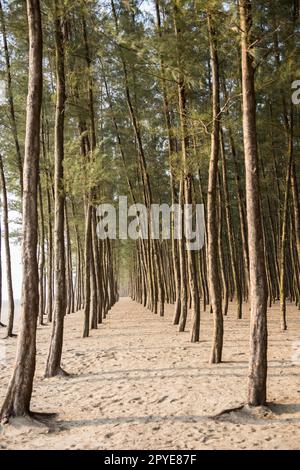 Bangladesh, Cox's Bazar. A pattern of planted trees by the beach in Bangladesh. March 22, 2017 Editorial use only. Stock Photo