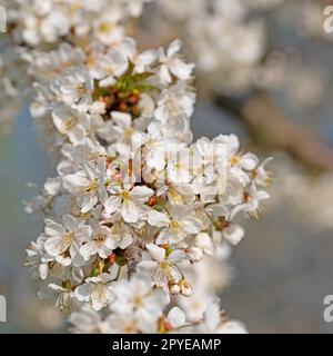 Flowering cherry tree, Prunus avium, in spring Stock Photo