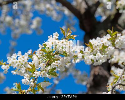 Flowering cherry tree, Prunus avium, in spring Stock Photo