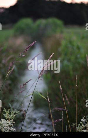 Little streamlet between meadows with greens at the side Stock Photo