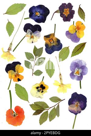 Pressed spring flowers and leaves on a white background. Stock Photo