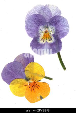 Pressed pansies on a white background. Stock Photo