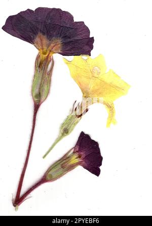 Pressed primulas on a white background. Stock Photo