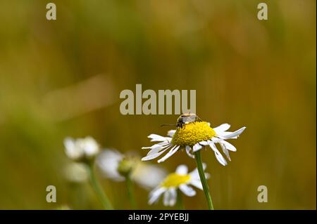 A red-necked beetle on a flower in nature Stock Photo