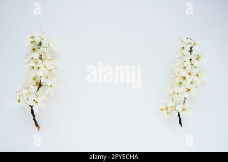 Bird cherry, cherry or sweet cherry flowers on a white background. Copy space for text. Spring flowers on a plain white sheet of paper. Two branches left and right. Free space in the middle. Stock Photo