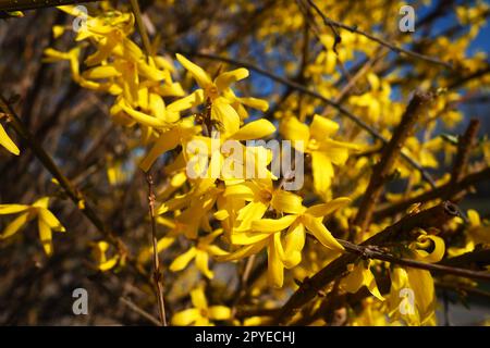 Forsythia is a genus of shrubs and small trees of the Olive family. Numerous yellow flowers on branches and shoots. Class Dicotyledonous Order Lamiaceae Olive family Genus Forsythia Stock Photo