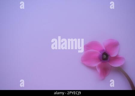 Cyclamen flower side view on pink purple background with blurred tender focus. One flower with five petals, Stem without leaves. Copy space. Foggy effect. Beautiful exquisite cyclamen flower postcard. Stock Photo