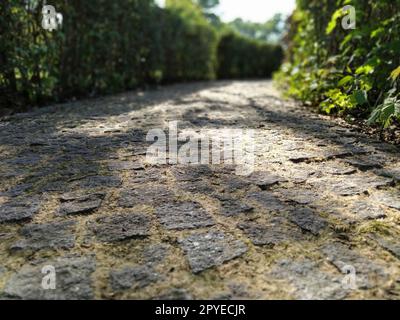 A cobblestone ground covered in dry leaves under sunlight - a cool picture for backgrounds. Old paving stones in a park covered with moss and dry grass. In the background defocused vegetation. Stock Photo