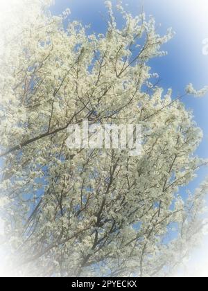 Blossoming of cherries, sweet cherries and bird cherry. Numerous beautiful fragrant white flowers on the tree. Spring flowers are collected in drooping brushes. Blurred foggy focus. White vignetting. Stock Photo