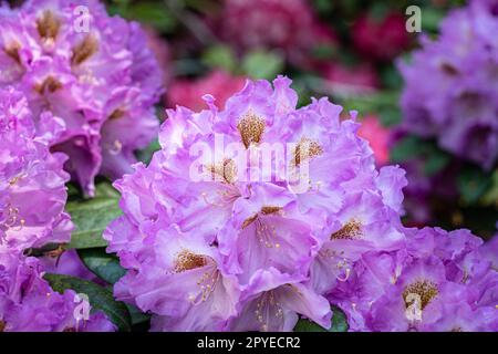 Violet flowers in the middle of the wildflower meadow Stock Photo