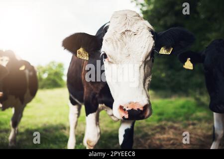 What is this thing looking at me. Portrait of a curious young cow looking at the camera outside on a farm during the day. Stock Photo