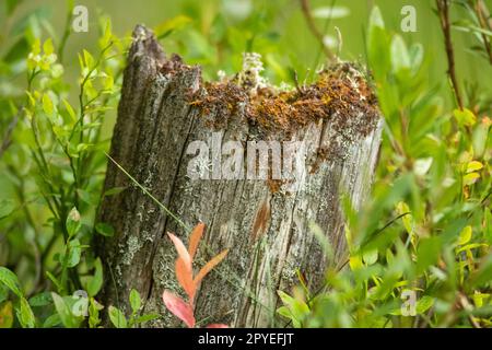 An old, cut dead tree trunk with moss Stock Photo