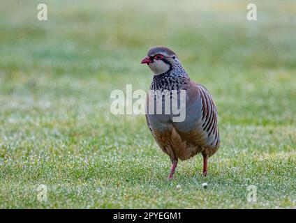 A colourful French or red legged Partridge ( Alectoris rufa) posing on grassy meadow . Suffolk, UK Stock Photo
