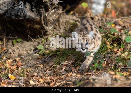 Cougar Kitten (Puma concolor) Crawls Out From Under Log Looking Right Autumn - captive animal Stock Photo