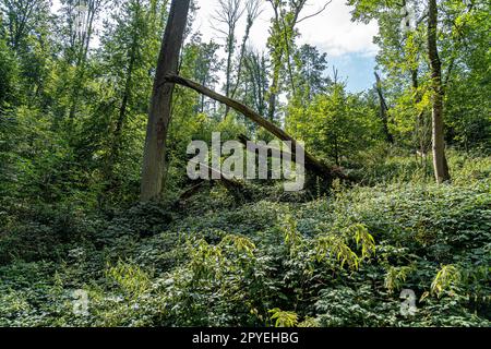 In the middle of the green forest Stock Photo