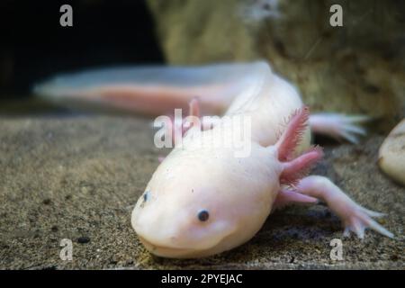 Axolotl on the sand Stock Photo