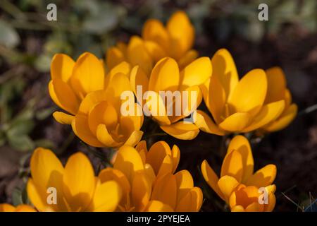 Beautiful spring yellow flowers of Crocus blooming in the garden, close up Stock Photo