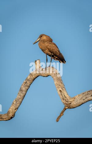 Hamerkop on dead tree against blue sky Stock Photo