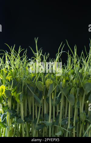 Microgreens domestic cultivation. Fresh dense microgreen sprouts on black wall closeup. Grown stems with green leaves. Stock Photo