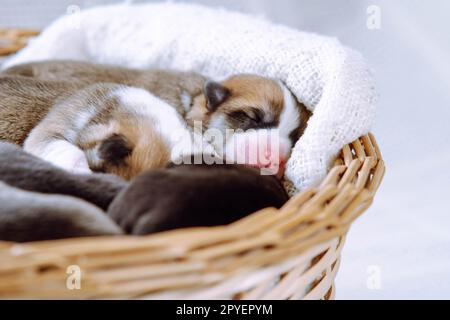 Furry sleepy tricolored welsh corgi puppies lying in blanket of wicker basket on white background. Vet control of health Stock Photo