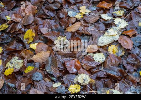 Fallen dead leaves on the ground of the forest Stock Photo