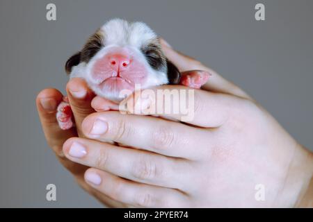 Close up Welsh corgi dog puppy sleeping in unrecognizable human hand show pet muzzle in gray studio. Blind 2 day animal Stock Photo